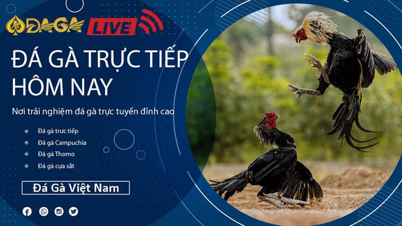 Live trực tuyến hàng ngày đá gà Việt Nam