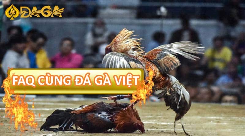 Những câu hỏi khi tham gia cá cược đá gà Việt Nam